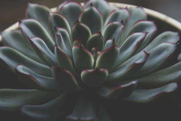 Gros plan plante succulente, photo sombre, écheveria tonique rosette succulente . — Photo