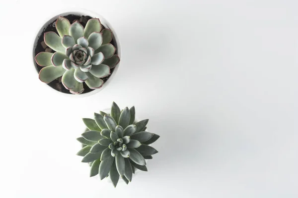 Felülnézet cserepes zamatos növények meghatározott három különböző típusú Echeveria succulents. — Stock Fotó