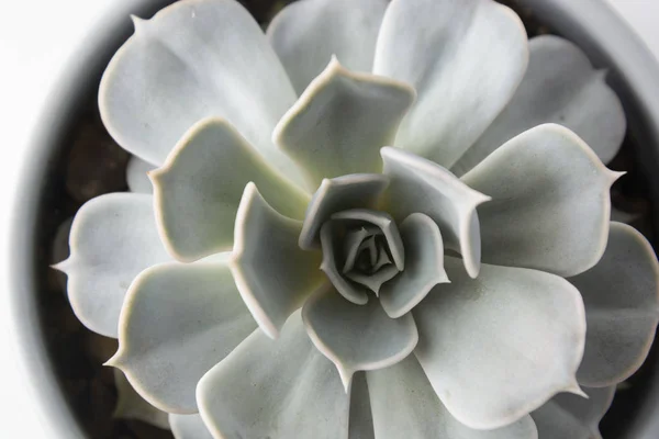 รายละเอียดของพืชหอม echeveria สีเขียว . — ภาพถ่ายสต็อก