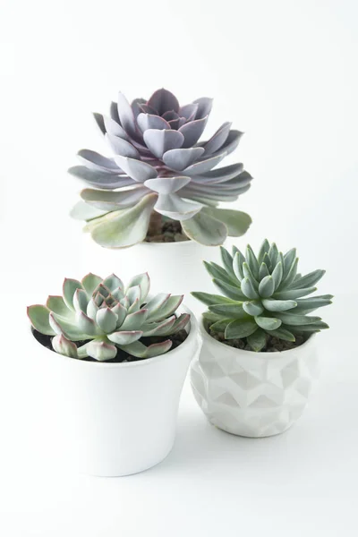 Felülnézet cserepes zamatos növények meghatározott három különböző típusú Echeveria succulents. — Stock Fotó