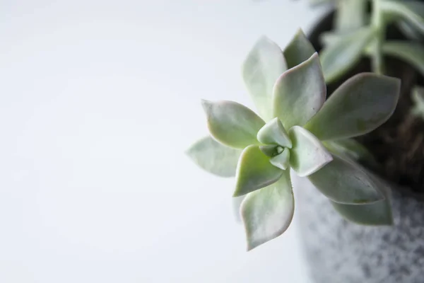 Planta interior suculenta chamada Graptosedum 'Ghosty' com formação compacta de rosetas. Espaço de cópia . — Fotografia de Stock