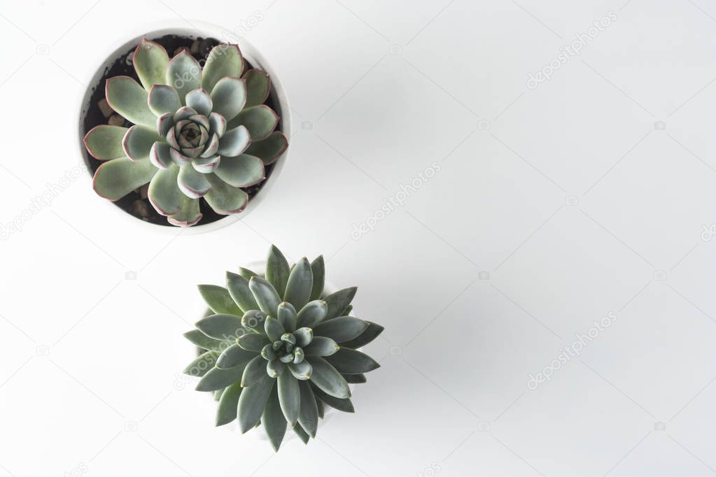 Top view of potted succulent plants set of three various types of Echeveria succulents.