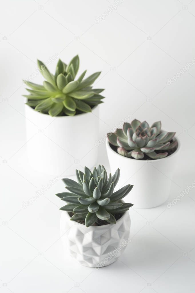 Top view of potted succulent plants set of three various types of Echeveria succulents.