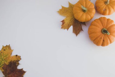 Kopya alanı ile turuncu kabaklar beyaz arka plan ile Sonbahar arka plan akçaağaç yaprakları, sonbahar düz yatıyordu.