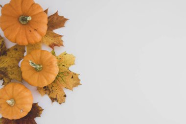 Kopya alanı ile turuncu kabaklar beyaz arka plan ile Sonbahar arka plan akçaağaç yaprakları, sonbahar düz yatıyordu.