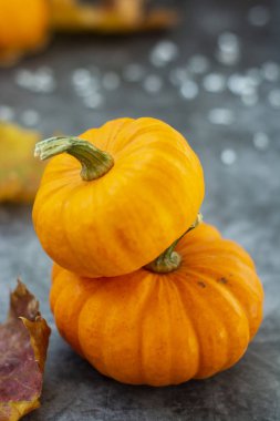 Sonbahar arkaplanı, kabak desenli kara tahta. Cadılar Bayramı, Şükran Günü turuncu küçük balkabakları.