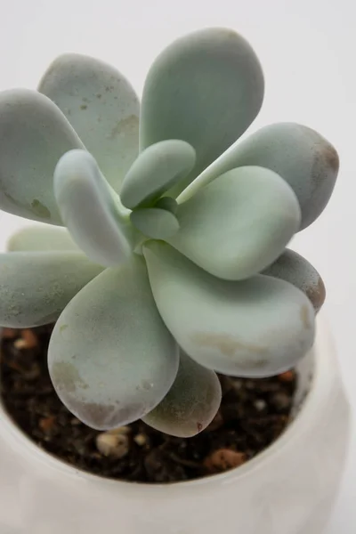 Primo piano pianta succulenta in vaso su sfondo grigio . — Foto Stock