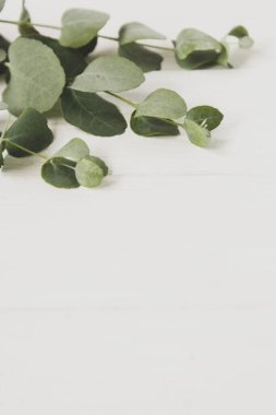 Okaliptüs izole, beyaz ahşap zemin üzerinde metin için kopyalama alanı ile.