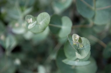 Okaliptüs canlı bitki dalı detayı. Okaliptüs gunnii, elma sakızı, seçici odaklanma.