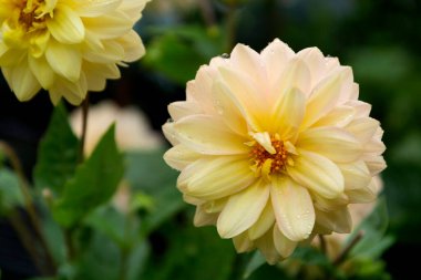 Dahlia çiçekleri, yazın açan bahçe..