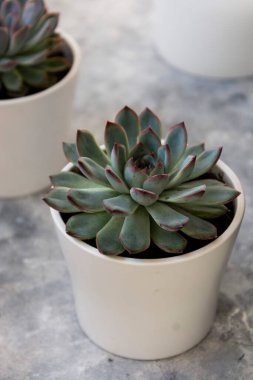 Echeveria Hercules Succulent saksıda dekoratif bir ev bitkisi yaşıyor.