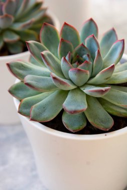 Echeveria Hercules Succulent saksıda dekoratif bir ev bitkisi yaşıyor.