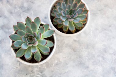 hippi ev bitkileri. Beton kaplarda çeşitli lezzetler var. Soyut botanik arkaplanı.