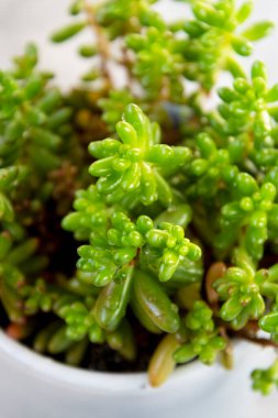 Jöleli fasulye sulu. Sedum pachyphyllum saksıda.