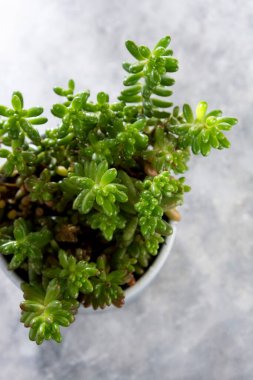 Jöleli fasulye sulu. Sedum pachyphyllum saksıda.