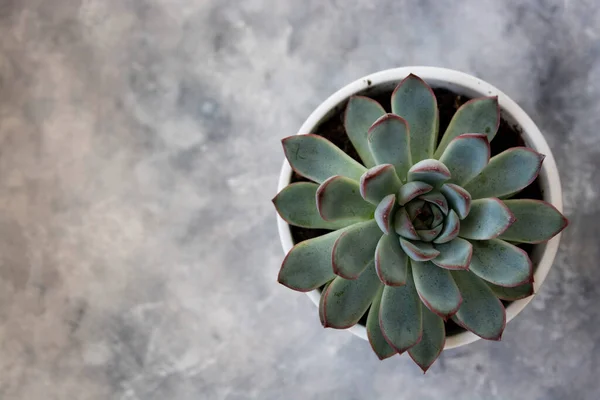 Echeveria Hercules Šťavnatá Živá Dekorativní Rostlina Květináči — Stock fotografie