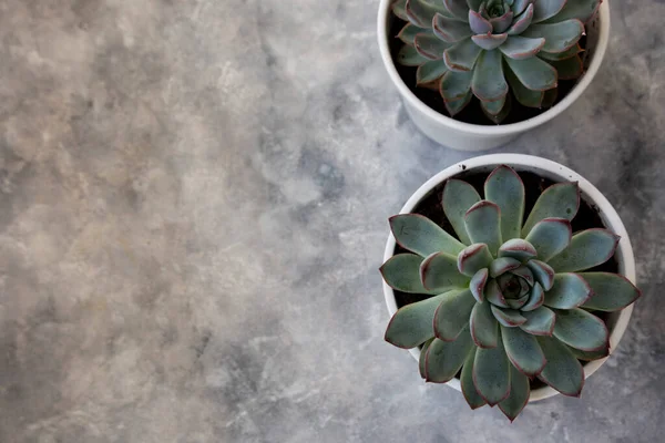 Echeveria Hercules Succulent Élő Dekoratív Házi Növény Pot — Stock Fotó