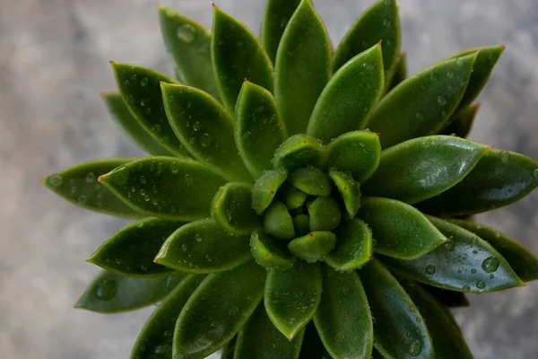 Green succulent plant, indoor plant. Agavoide molded wax.