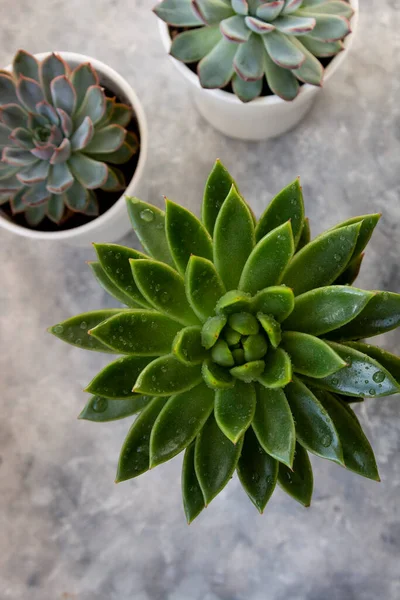 Zelená Šťavnatá Rostlina Vnitřní Rostlina Agavoide Formed Wax — Stock fotografie