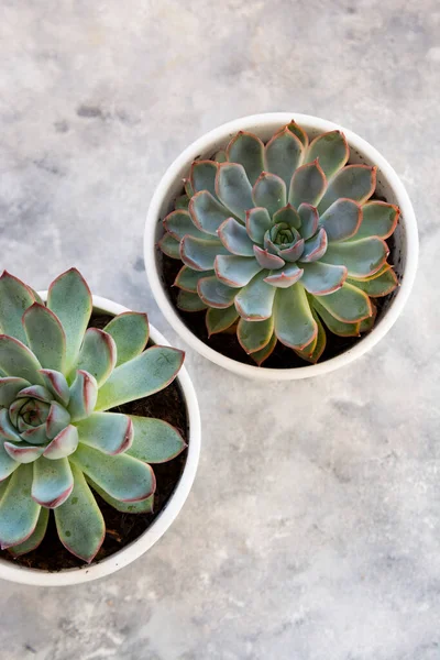 Piante d'appartamento hipster. Varietà di piante grasse in vasi di cemento. Sfondo botanico astratto. — Foto Stock