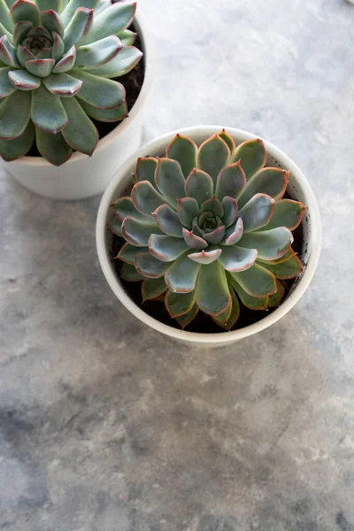 Piante d'appartamento hipster. Varietà di piante grasse in vasi di cemento. Sfondo botanico astratto. — Foto Stock