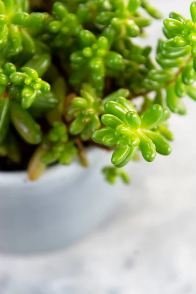 Zselébab zamatos növény Sedum pachyphyllum edényben — Stock Fotó