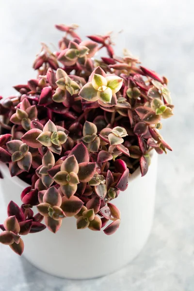 Crassula marginalis rubra variegata veya Calico Kitten, çok renkli sulu bir bitki..