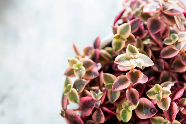 マルチカラーの多肉植物であるカリコ・キッテン(Crassula limberalis rubra variegataまたはCalico Kitten). — ストック写真