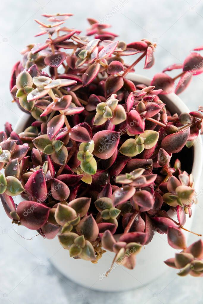 Crassula marginalis rubra variegata or Calico Kitten, a multi-colored succulent plant.