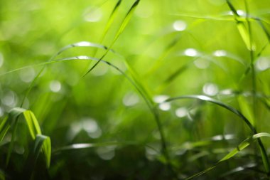 Romantik yumuşak ve bulanık yaz arkaplanı yeşil çimenler, klasik lens bokeh etkisi, düşük DOF
