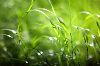Romantik yumuşak ve bulanık yaz arkaplanı yeşil çimenler, klasik lens bokeh etkisi, düşük DOF