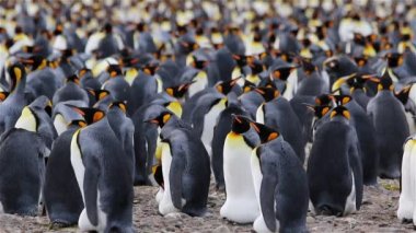 Kral penguen kolonisi üzerinde Güney Georgia