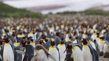Kral penguen kolonisi üzerinde Güney Georgia