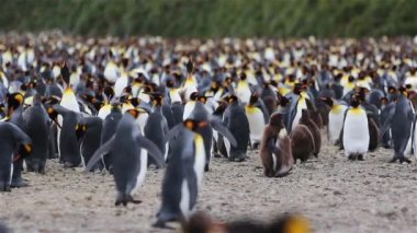 Kral penguen kolonisi üzerinde Güney Georgia