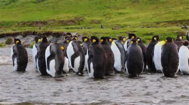 Kral penguen kolonisi üzerinde Güney Georgia