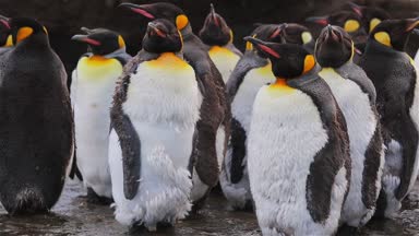 Kral penguen kolonisi üzerinde Güney Georgia