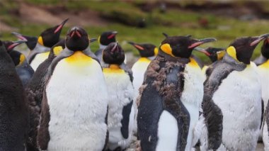 Kral penguen kolonisi üzerinde Güney Georgia
