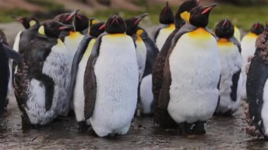 Kral penguen kolonisi üzerinde Güney Georgia