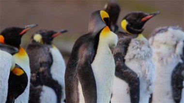 Kral penguen kolonisi üzerinde Güney Georgia