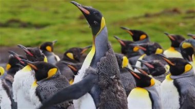 Kral penguen kolonisi üzerinde Güney Georgia