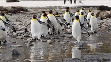 Kral penguen kolonisi üzerinde Güney Georgia