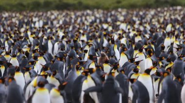 Kral penguen kolonisi üzerinde Güney Georgia