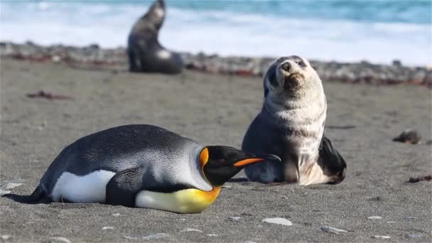 King Penguin Con Furseal Georgia Del Sur — Vídeos de Stock