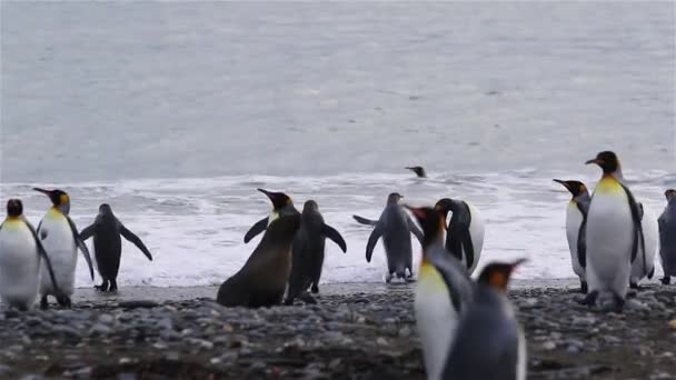南ジョージアのキング ペンギンのコロニー — ストック動画