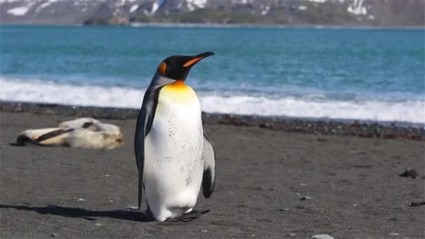 Königspinguin Auf Südgeorgien — Stockvideo