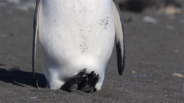Pinguino Reale Sulla Georgia Del Sud — Video Stock