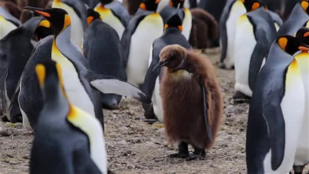 Colonia King Penguin Georgia Del Sur — Vídeo de stock