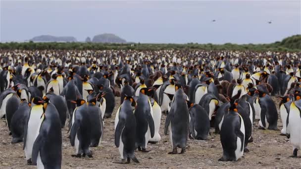 Király pingvin kolóniát, a Dél-Georgia