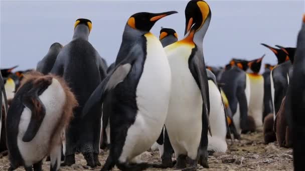 南ジョージアのキング ペンギンのコロニー — ストック動画