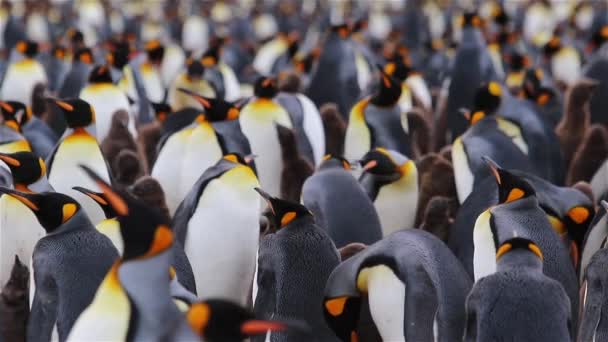 Colônia King Penguin Geórgia Sul — Vídeo de Stock